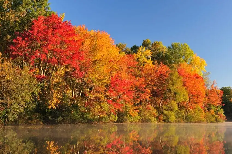 Maple tree in the forest near the lake - red, yellow, and green trees  (for about page)