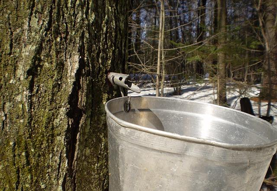 Maple syrup production. A bucket hanging on the tree to collect sap (for about page)